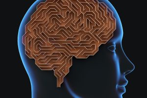 A rendering of a human head with a brain-shaped maze inside.