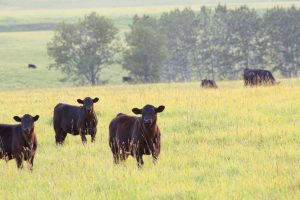 Black angus cows stand in a field.
