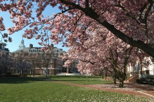 Magnolia trees blooming on Wyman Quad.