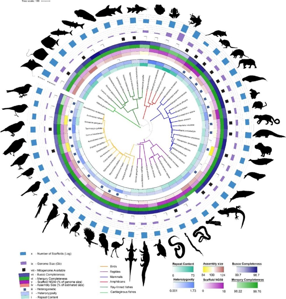 Silhouettes of 51 animals form an outer ring. Inside are the scientific names for the animals. In the center of the circle is a tree that shows how the animals are genetically related.