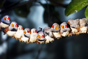 Eleven zebra finches sitting together on a tree branch and sunning.