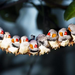 Eleven zebra finches sitting together on a tree branch and sunning.