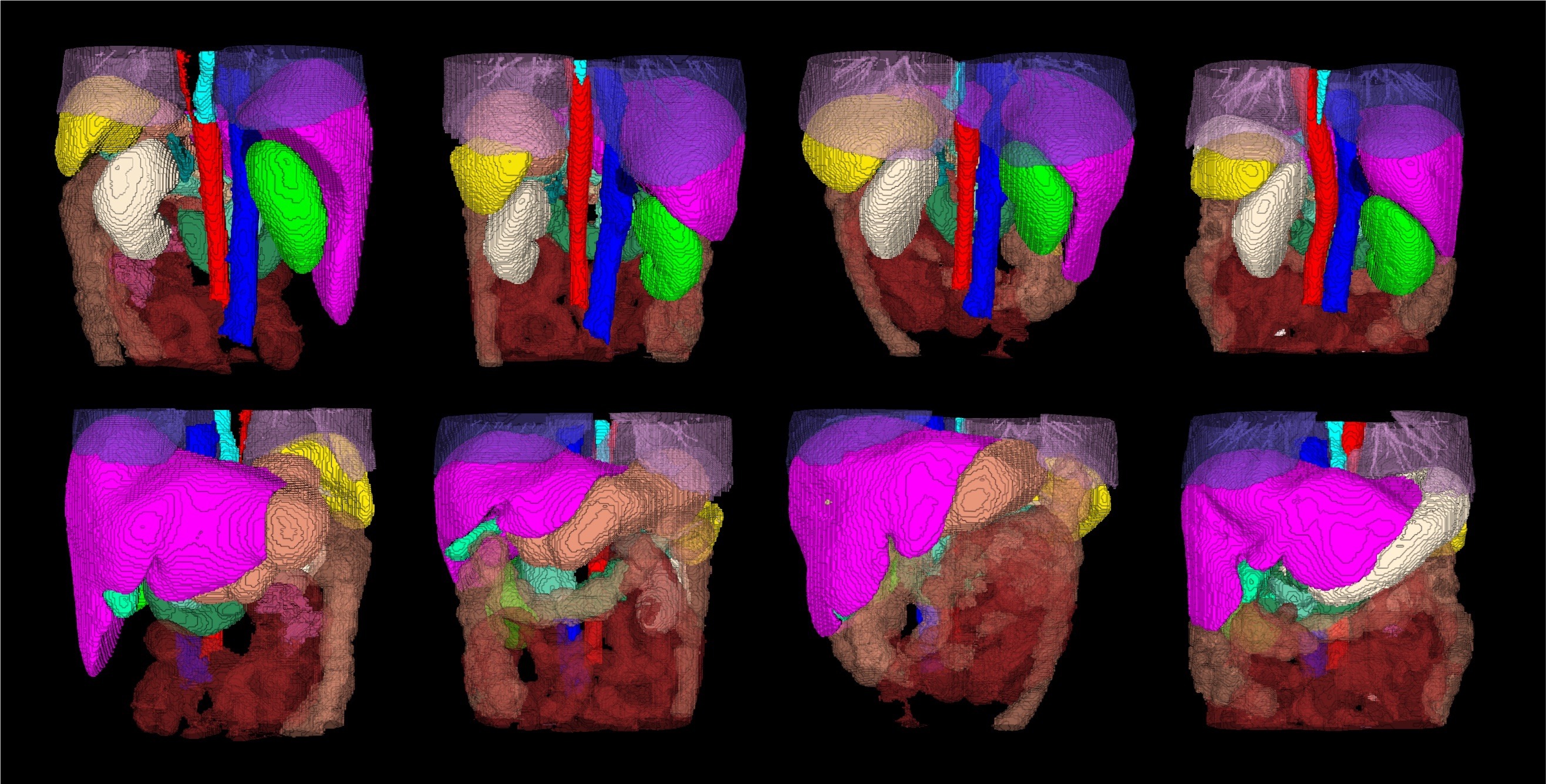 Eight colorful 3D representations of the abdominal organs, viewed from different angle.s