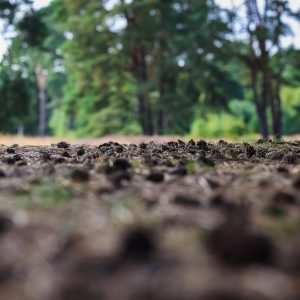 Sunlight and low-angle view of forest ground with pine cones and needles, trees in background.