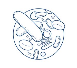 Line illustration of blood cells in a circle.