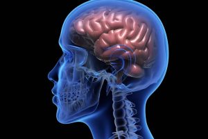 3D illustration of a human brain over a black background.